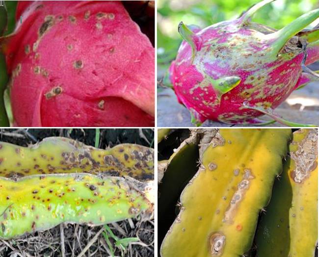 Giải pháp phòng và đặc trị bệnh đốm trắng, đốm nâu trên thanh long (Neoscytalidium dimidiatum)