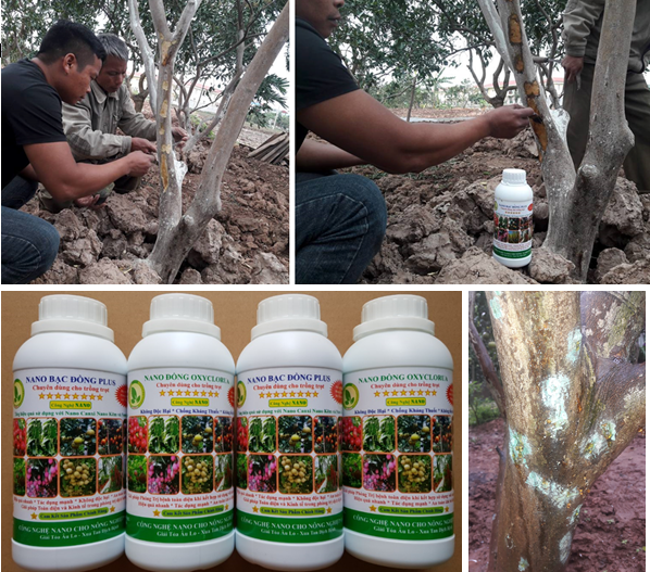 Giải pháp phòng và đặc trị bệnh xì gôm chảy nhựa mủ trên thân gốc bưởi diễn (Phytophthora citrophthora)