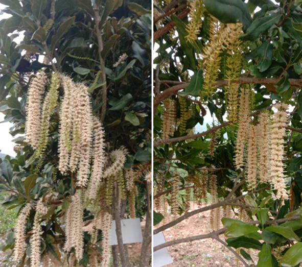 Kỹ thuật xử lý ra hoa sớm cho cây mắc ca ứng dụng công nghệ nano sinh học