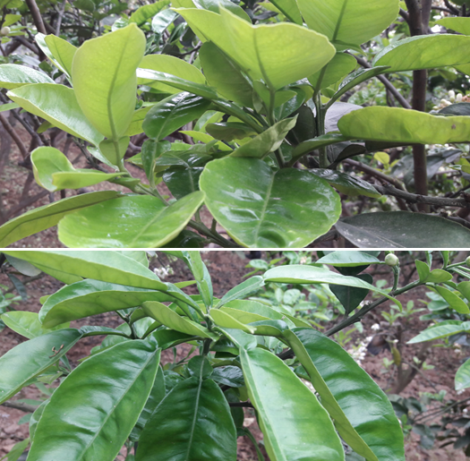 Các biện pháp kỹ thuật hạn chế lộc đông trên bưởi diễn