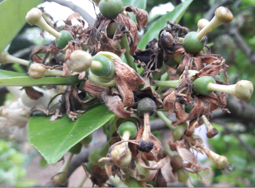 Chống mưa axít hại hoa và quả non trên bưởi Diễn