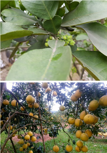 Kỹ thuật chăm sóc bưởi diễn thời kỳ kinh doanh, kích thích bưởi diễn ra hoa, giải pháp chống rụng hoa và quả non trên bưởi diễn