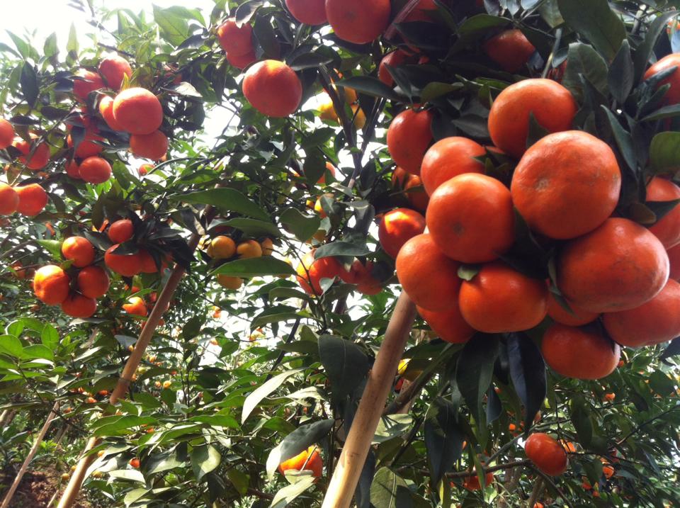 Giải pháp chống rụng quả cho cam đường canh, kỹ thuật khoanh vỏ giữ quả cho cam canh hiệu quả