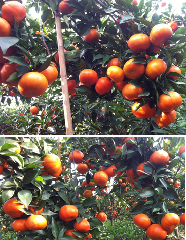 Kỹ thuật chăm sóc cây cam đường canh sau thu hoạch