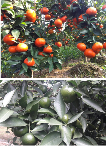 Kỹ thuật chăm sóc cam đường canh, giải pháp tối ưu trong việc chống rụng và hạn chế nứt quả trên cam đường canh