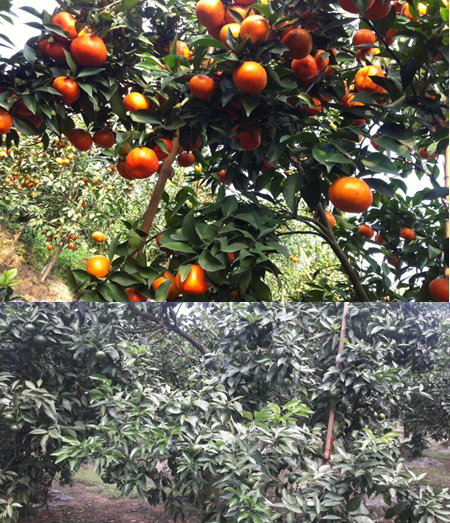 Kỹ thuật chăm sóc cây cam đường canh thời kỳ sau thu hoạch đến ra hoa đậu quả non, chống rụng quả non cho cam canh