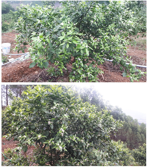Kinh nghiệm chăm sóc cam canh vụ 2019, giải pháp chống rụng quả non trên cam canh