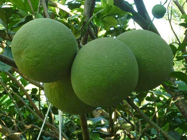 Kỹ thuật xử lý ra hoa cho bưởi da xanh miền Bắc, giải pháp chống rụng hoa và quả non trên bưởi da xanh trong điều kiện thời tiết mưa ẩm kéo dài