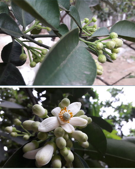 Kỹ thuật chăm sóc bưởi diễn sau thu hoạch, chống rụng hoa và quả non cho bưởi diễn (ứng dụng công nghệ nano)