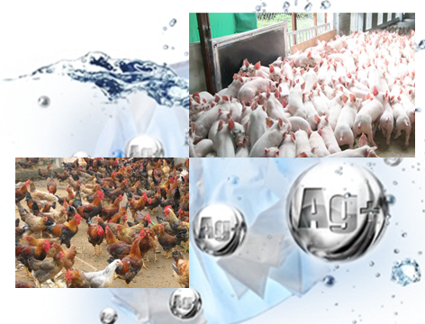 Nano Bạc chuyên dùng trong chăn nuôi gia súc, gia cầm