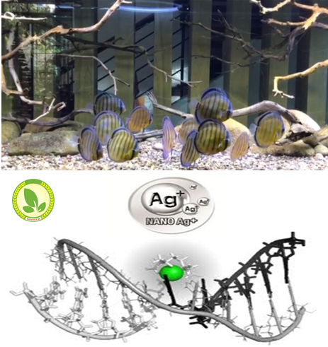 Quy trình sử dụng chế phẩm nano Bạc (Ag) chuyên dùng cho bể nuôi cá cảnh (xử lý môi trường nước kết hợp cho cá ăn trị bệnh đường ruột)