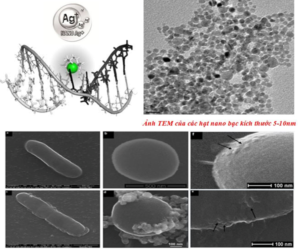 Công dụng cơ bản chế phẩm nano bạc đồng super, nano bạc đồng super chuyên dùng đặc trị virus, nấm, khuẩn gây bệnh trên cây trồng