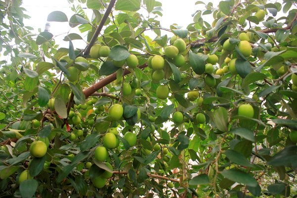 Phòng và đặc trị bệnh nấm phấn trắng gây hại trên táo (podosphaeria leucotricha)