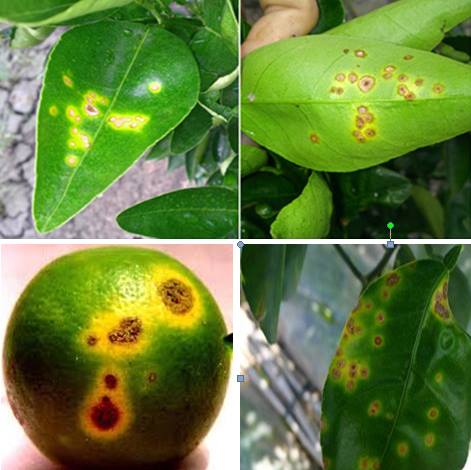 Phòng và đặc trị bệnh loét cam do vi khuẩn Xanthomonas Citri