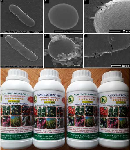 Tại sao nên sử dụng chế phẩm nano bạc đồng plus kết hợp với chế phẩm nano đồng oxyclorua trong việc phòng và đặc trị bệnh trên cây trồng
