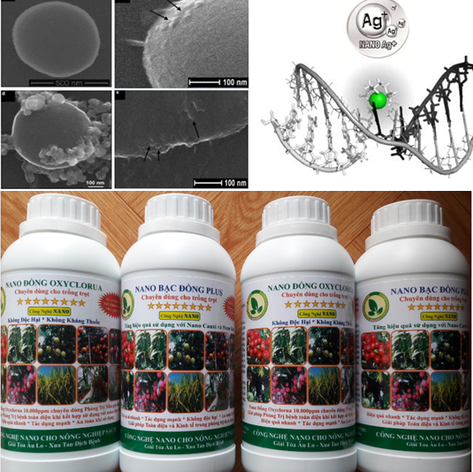 Công dụng của chế phẩm nano bạc đồng plus và nano đồng oxyclorua đối với trồng trọt (sản xuất nông nghiệp sạch)