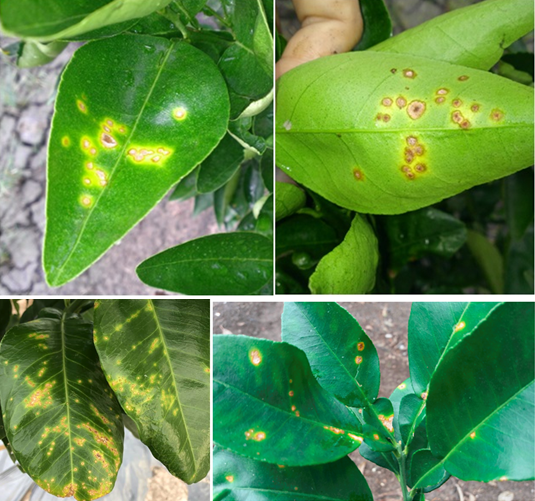 Kỹ thuật phòng và đặc trị bệnh loét cam vi khuẩn trên cây có múi