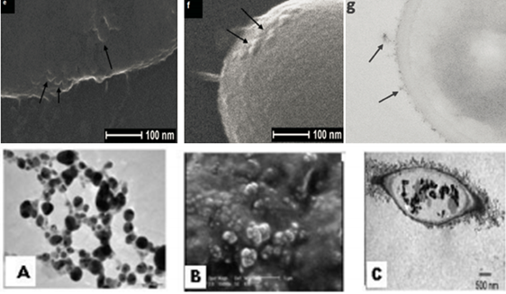 Nano đồng và ứng dụng của nano đồng trong nông nghiệp (Nano đồng chuyên dùng đặc trị bệnh do nấm khuẩn hại cây trồng)
