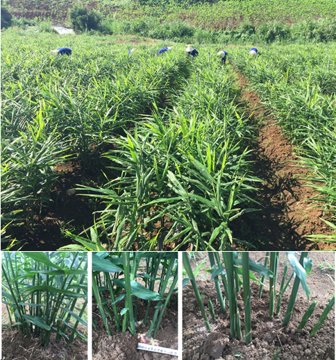 Quy trình sử dụng chế phẩm nano bạc đồng super, nano bạc đồng plus, nano đồng oxyclorua chuyên dùng cho cây gừng (gừng trâu, gừng xẻ)