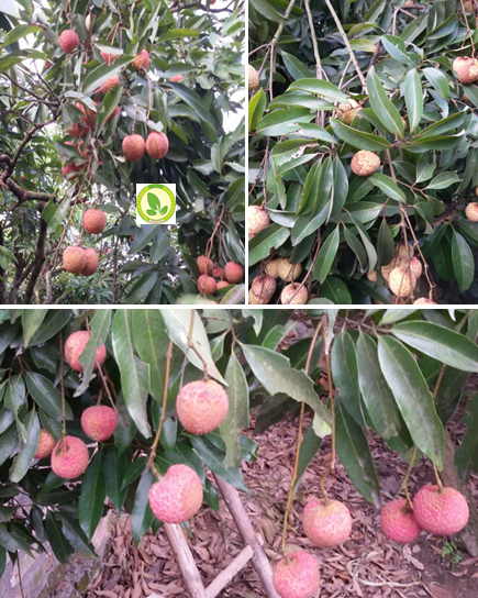 Nguyên nhân và giải pháp khắc phục hiện tượng khô cháy, khô giòn vỏ quả vải (hiện tượng khô vằn quả trên các giống vải)