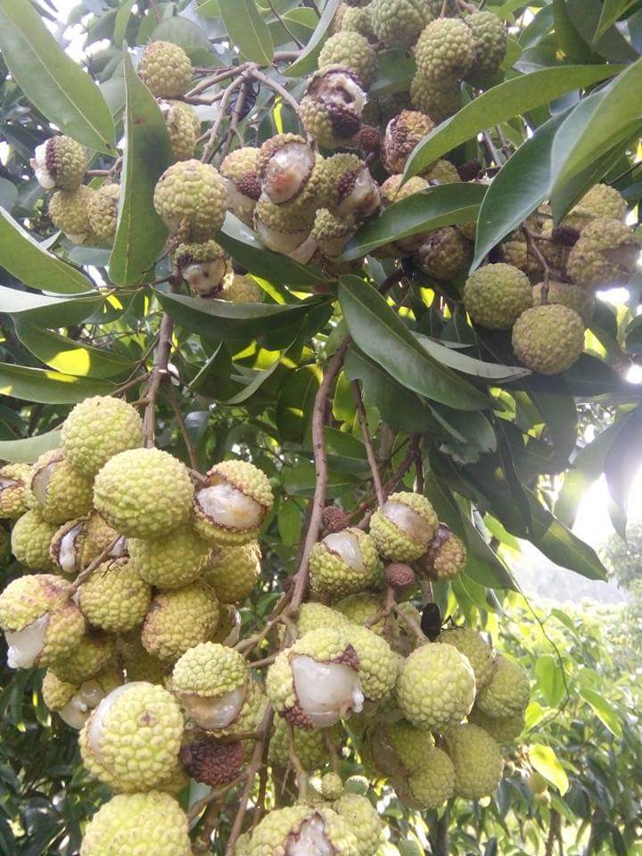Giải pháp chống nứt quả và rụng quả trên cây nhãn vải (ứng dụng của nano canxi và nano canxi cacbonat trong việc phòng chống nứt quả và rụng quả trên cây nhãn vải)