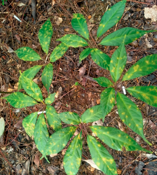 Quy trình sử dụng chế phẩm nano bạc đồng, nano đồng oxyclorua chuyên dùng cho cây sâm ngọc linh