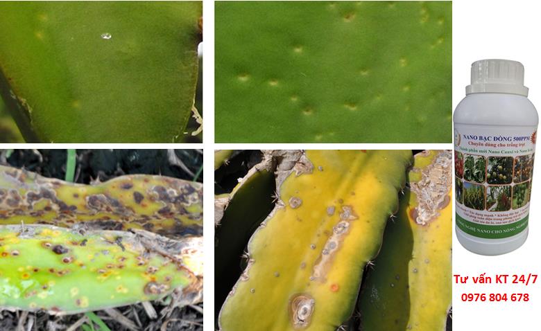 Quy trình phòng và đặc trị bệnh đốm trắng, đốm nâu trên thanh long (Neoscytalidium dimidiatum)