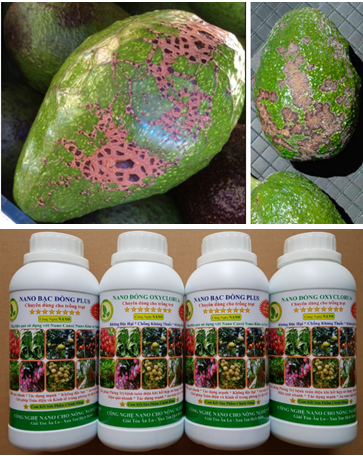 Giải pháp phòng và đặc trị bệnh ghẻ vỏ quả trên cây bơ (ứng dụng công nghệ nano tiên tiến, tiết kiệm chi phí, hiệu quả cao)