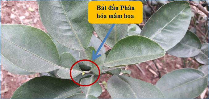 Biến đổi khí hậu, hiện tượng nóng lên toàn cầu có ảnh hưởng như thế nào đến khả năng phân hóa mầm hoa của cây ăn quả nói chung