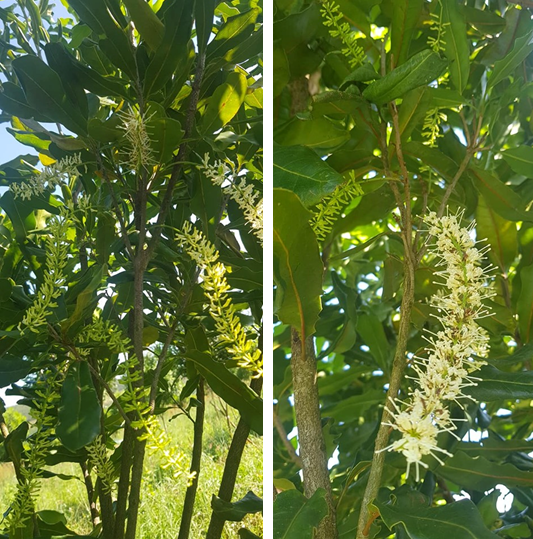 Quy trình chăm sóc cây Mắc ca thời kỳ kinh doanh (bón phân, thúc hoa, chống rụng quả sinh lý cho mắc ca)