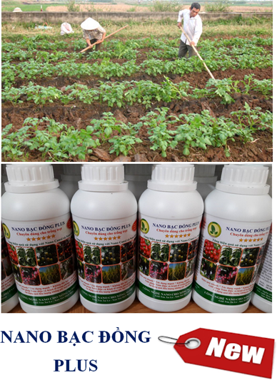 Quy trình sử dụng chế phẩm nano bạc đồng, nano đồng oxyclorua chuyên dùng cho cây khoai tây (Solanum tuberosum)