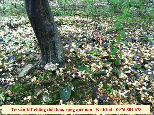 Nguyên nhân rụng hoa, quả non trên bưởi Diễn