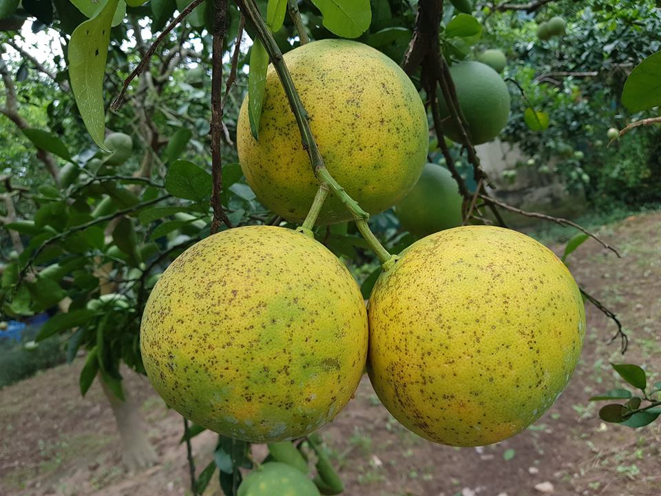 Giải pháp đặc trị ruồi vàng hại bưởi diễn và cây ăn quả nói chung