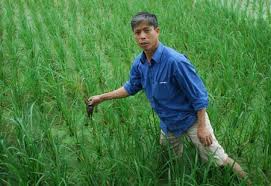 Hiện tượng nghẹt rễ lúa, nguyên nhân và cách phòng