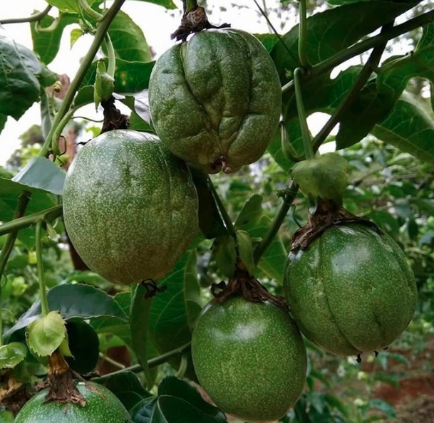 Quy trình phòng trị bệnh tổng hợp trên cây chanh dây ứng dụng công nghệ nano
