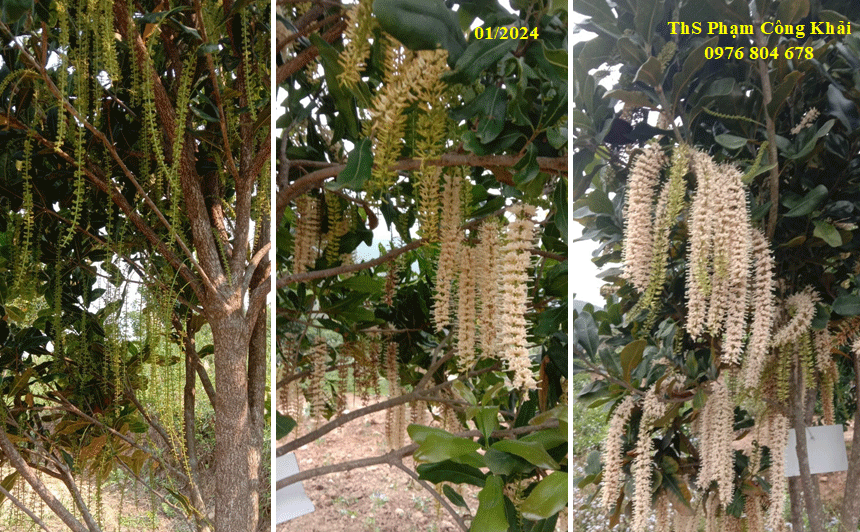 Kỹ thuật xử lý ra hoa sớm cho mắc ca, giải pháp chống rụng hoa và quả non cho mắc ca