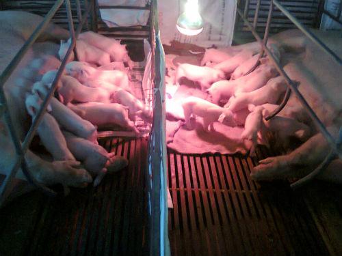 Phòng và điều trị bệnh tiêu chảy phân trắng ở lợn con