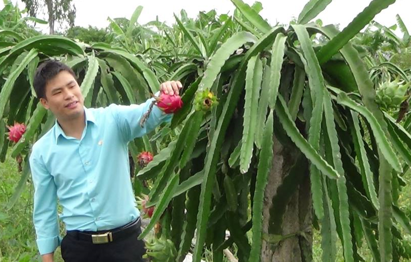 Kỹ thuật trồng và chăm sóc Thanh Long ruột tím Malaysia