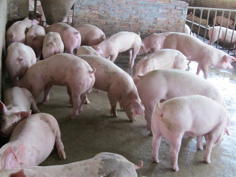 Cách phòng trị bệnh suyễn ho cho lợn (lợn bị ho kéo dài, tiêm kháng sinh không khỏi chữa như thế nào)