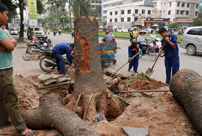 Cách xử lý cây xanh đô thị bị thối rễ, đen rễ, nghẹt rễ trong mùa mưa ứng dụng công nghệ nano