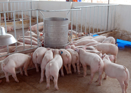 Phòng và trị ho ở lợn, điều trị lợn bị ho kéo dài
