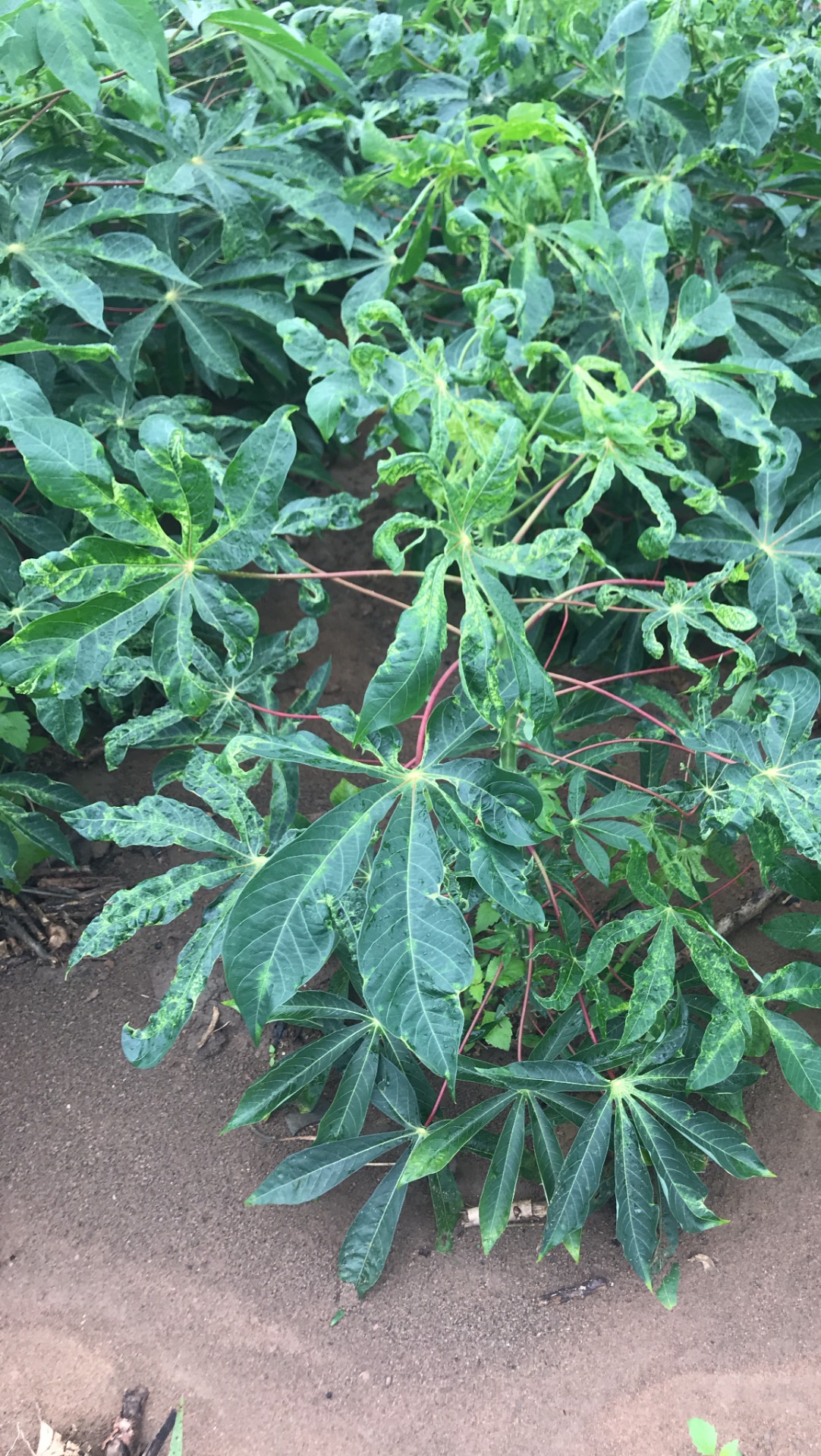Kỹ thuật phòng và đặc trị bệnh khảm lá, xoăn lá do virus trên cây khoai mỳ (cây sắn)