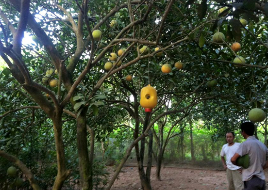 Chống cháy nắng, nám quả bưởi và ruồi vàng hại bưởi