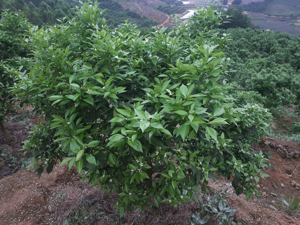 Kỹ thuật chăm sóc cây cam đường canh sau thu hoạch, giải pháp chống rụng quả non cho cam canh