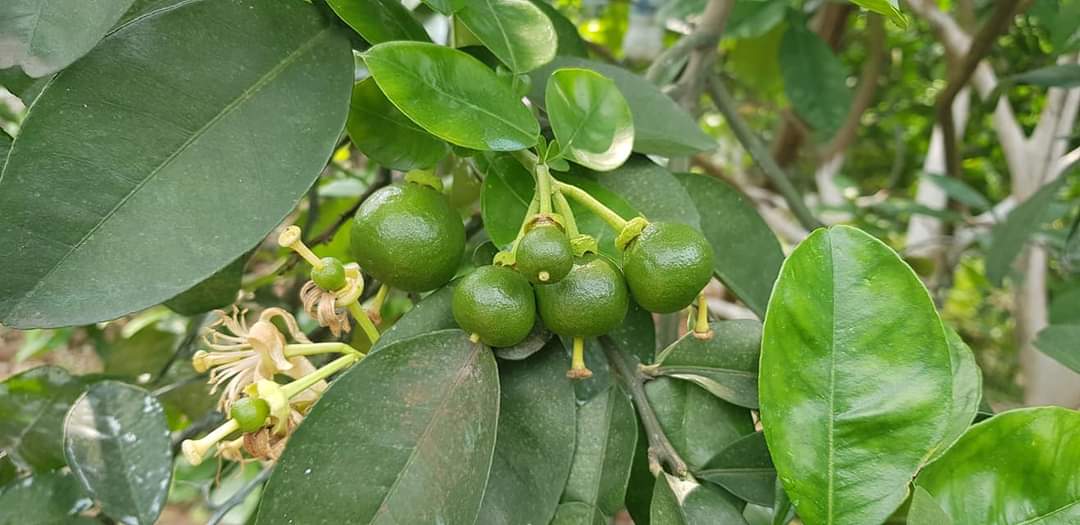 Nguyên nhân và giải pháp chống mưa acid, chống rụng hoa quả non trên cây bưởi diễn (cây có múi)