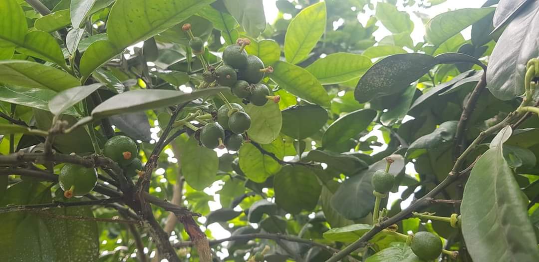 Quy trình chăm sóc cây bưởi diễn sau thu hoạch, giải pháp chống rụng hoa và quả non cho bưởi diễn