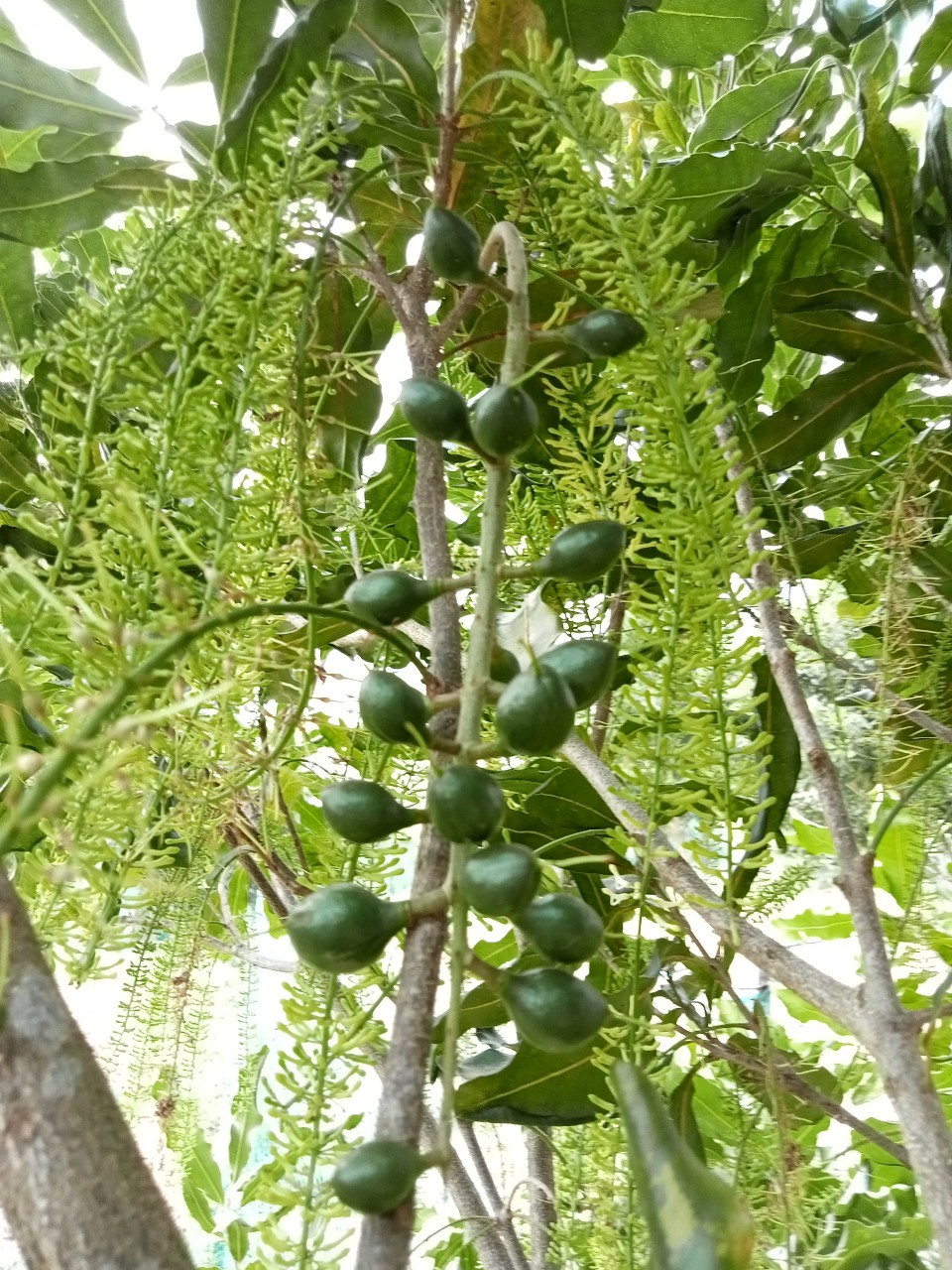 Nguyên nhân gây rụng hoa và quả non trên mắc ca