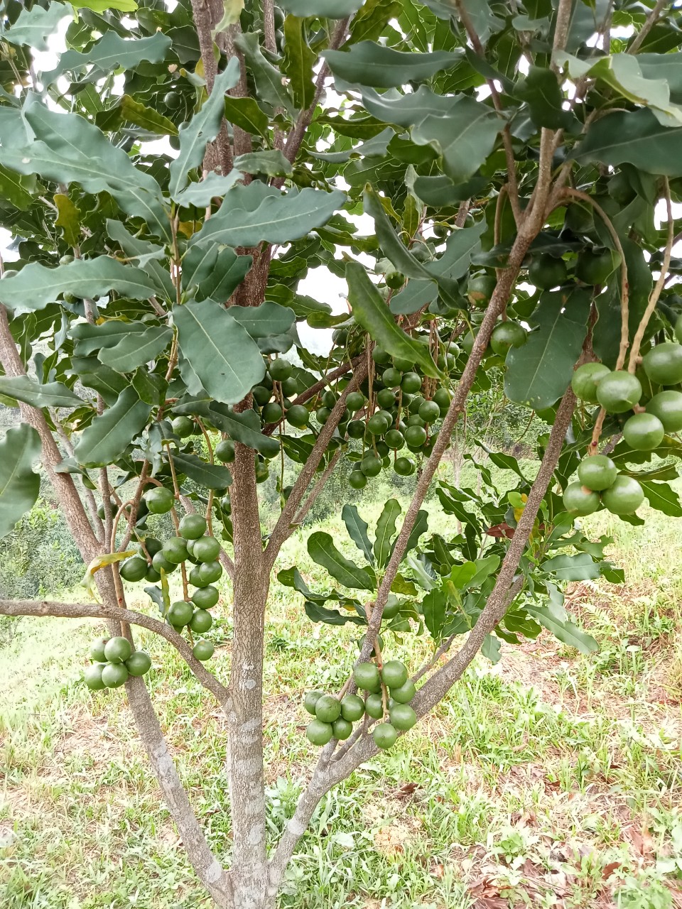 Kỹ thuật chăm sóc cây mắc ca giai đoạn ra hoa đậu quả, chống rụng quả non cho mắc ca