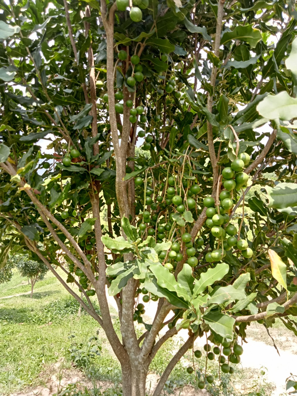 Kỹ thuật chăm sóc mắc ca thời kỳ ra hoa rộ, đậu quả non, giải pháp chống rụng hoa và quả non trên mắc ca ứng dụng công nghệ nano