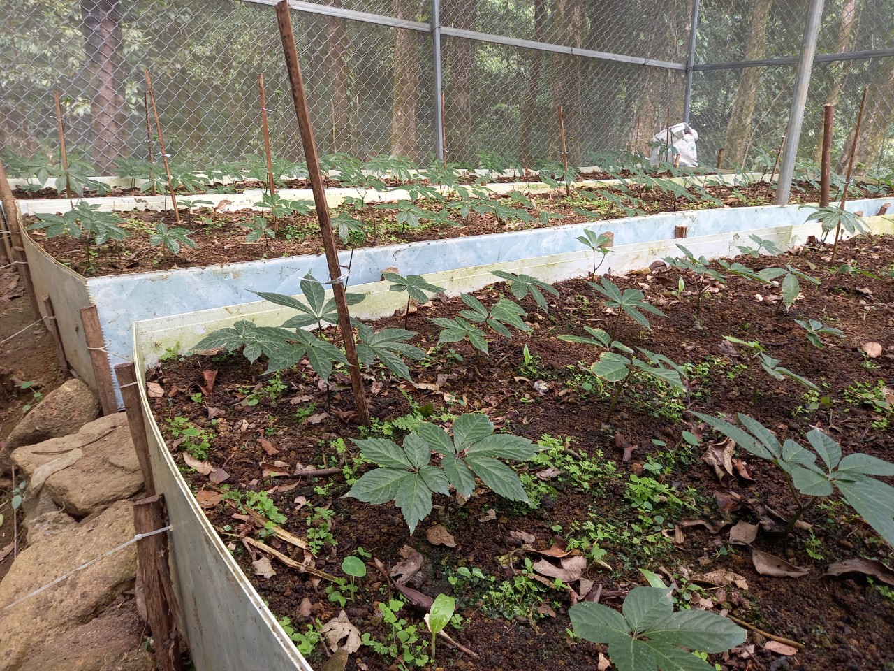 Quy trình sử dụng bộ chế phẩm nano Bạc Đồng Super, nano Đồng oxyclorua, nano Bạc Đồng PAV, nano Canxi super, nano AKH chuyên dùng cho cây sâm Ngọc Linh tại Quảng Nam, Kon Tum, Lai Châu, Điện Biên